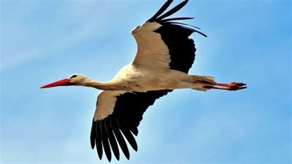 ВІтаємо переможців конкурсу Лелека.